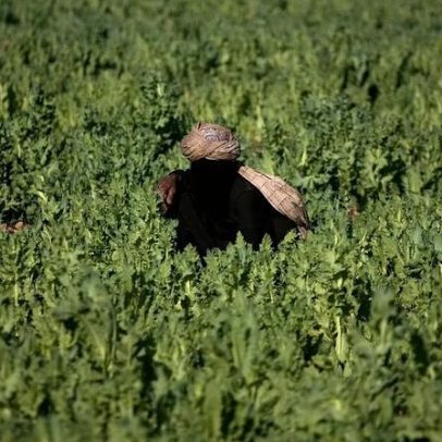 Paquistão: polícia destrói campos de papoulas do ópio