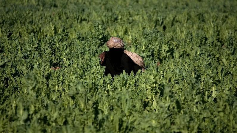 Paquistão: polícia destrói campos de papoulas do ópio