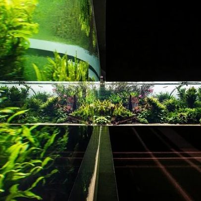 Oceanário de Lisboa encerra o projeto Florestas Submersas