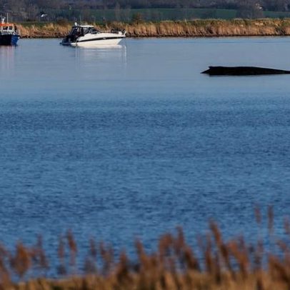 Nova tentativa de resgate de baleia encalhada no Báltico com colchões de ar