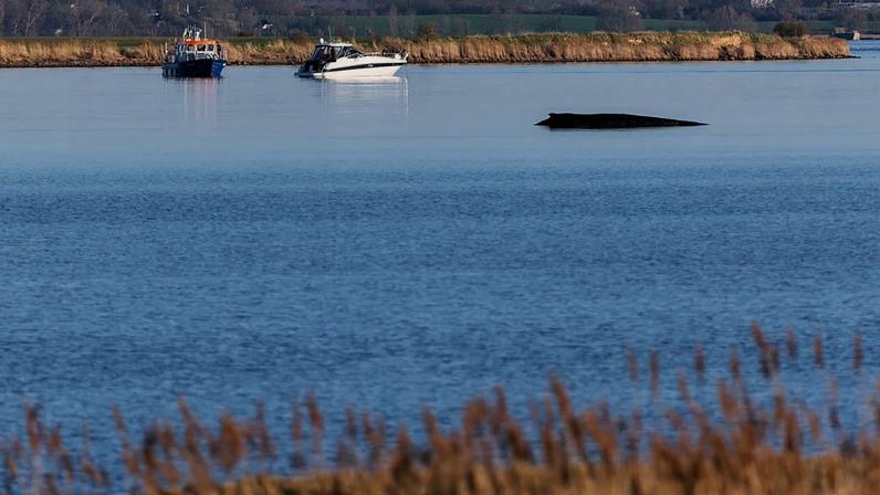 Nova tentativa de resgate de baleia encalhada no Báltico com colchões de ar