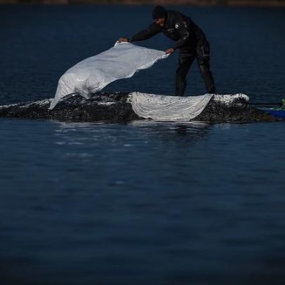 Conflito no Báltico levanta dúvidas sobre uso político da baleia Timmy