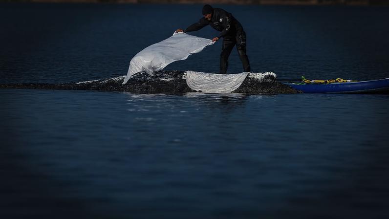 Conflito no Báltico levanta dúvidas sobre uso político da baleia Timmy