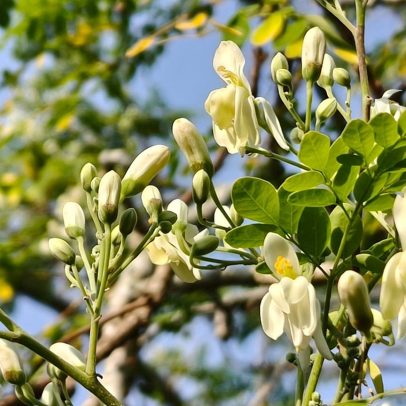 Árvore milagrosa reduz 98% de microplásticos na água potável, supera químicos