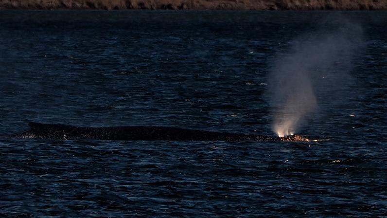 Alemanha: baleia-jubarte Timmy mantém-se presa em águas rasas no norte