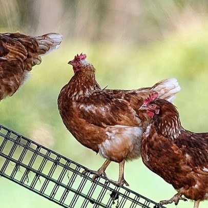 Espanha levanta confinamento de aves após recuo da gripe aviária