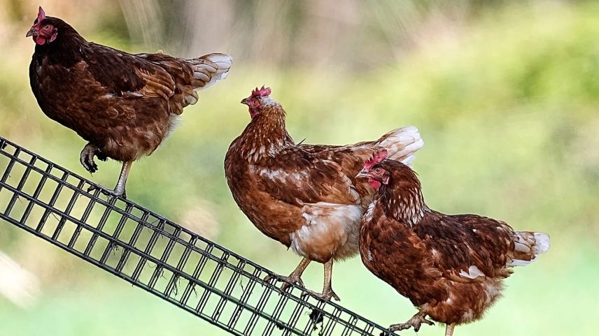 ARQUIVO: Galinhas criadas ao ar livre numa quinta perto da cidade de Duelmen, Alemanha, em 19 de abril de 2025.