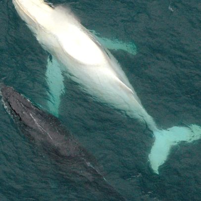 Defensores dos animais colidem com navio de pesca junto à costa da Antártida