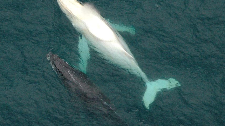 Defensores dos animais colidem com barco de pesca ao largo da costa da Antártida