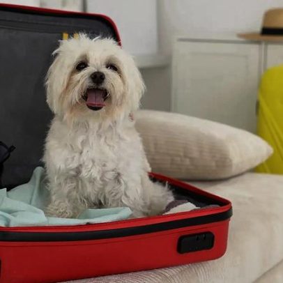 Reino Unido aumenta custos para viagens de animais com passaporte UE após Brexit