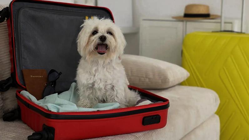 Reino Unido aumenta custos para viagens de animais com passaporte UE após Brexit