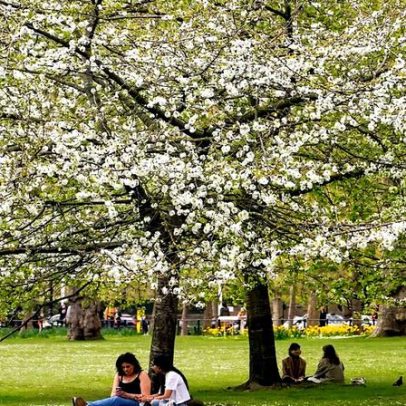 Estações do ano alongam-se; o pólen aumenta e como se proteger