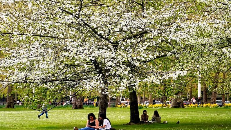 Estações do ano alongam-se; o pólen aumenta e como se proteger