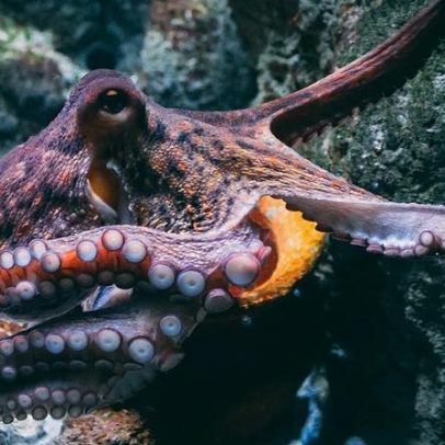 Cientistas descobrem braço sensorial de polvo que deposita esperma