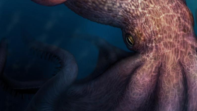 Polvos de 19 metros dominavam oceanos há 100 milhões de anos, revela estudo