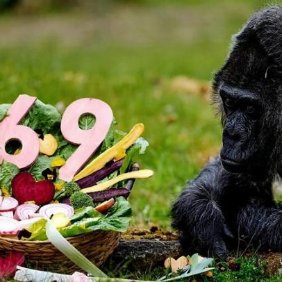 Alemanha assinala 69.º aniversário do gorila mais velho do zoo