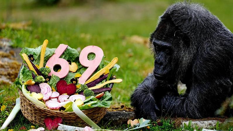 Alemanha assinala 69.º aniversário do gorila mais velho do zoo