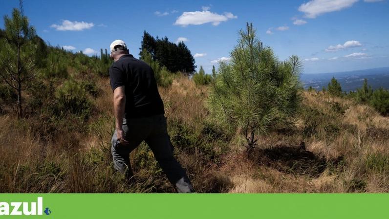 Várias autarquias que já procederam à limpeza de áreas florestais aguardam pagamentos do Fundo Ambiental