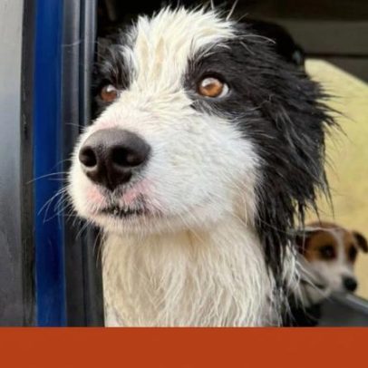Cadela Molly salva por voluntários uma semana após queda de cascata na NZ