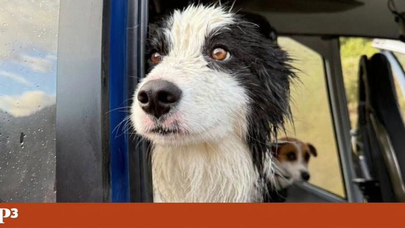 Um grupo de voluntários organizou-se para resgatar a cadela border collie