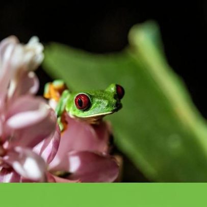 Primeiro morreram as rãs, depois as pessoas adoeceram
