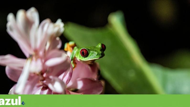 Primeiro morreram as rãs, depois as pessoas adoeceram