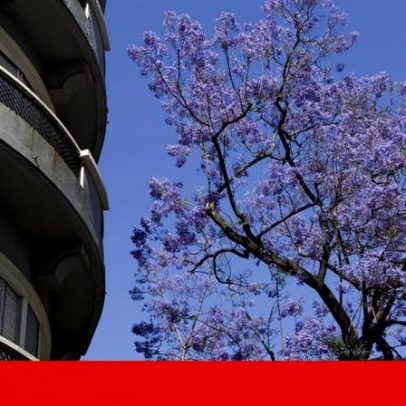 Câmara de Lisboa prevê abate de apenas dois plátanos em Entrecampos