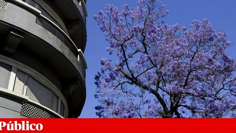 Começaram esta segunda-feira os trabalhos de transplante dos 42 jacarandás retirados