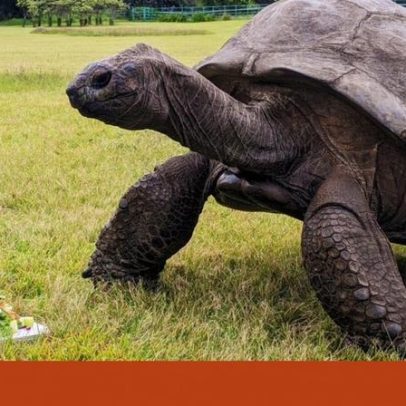 Morre Jonathan, o animal terrestre mais velho do mundo, com cerca de 193 anos