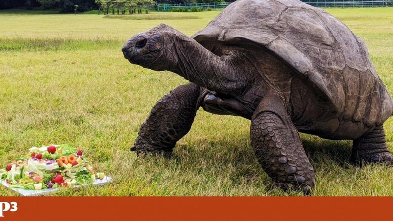 Morre Jonathan, o animal terrestre mais velho do mundo, com cerca de 193 anos