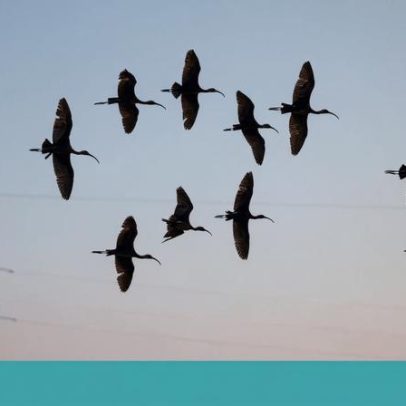 Novo guia ajuda a identificar aves raras, incluindo patos e gorazes