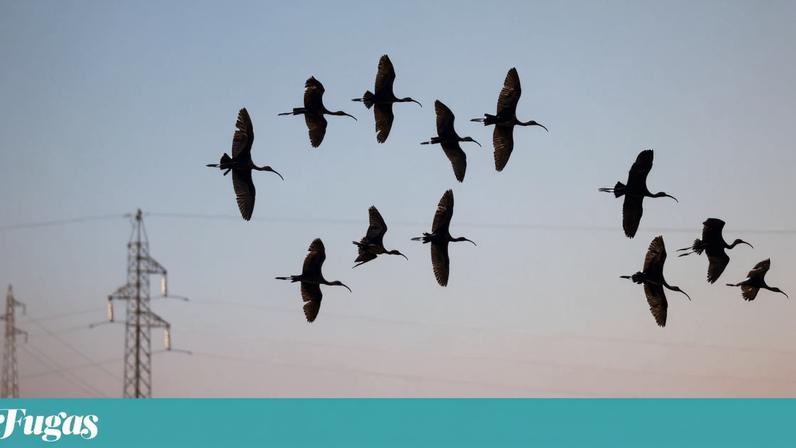 Figueira da Foz: Ibis-pretos na ilha da Morraceira, nas salinas da Figueira