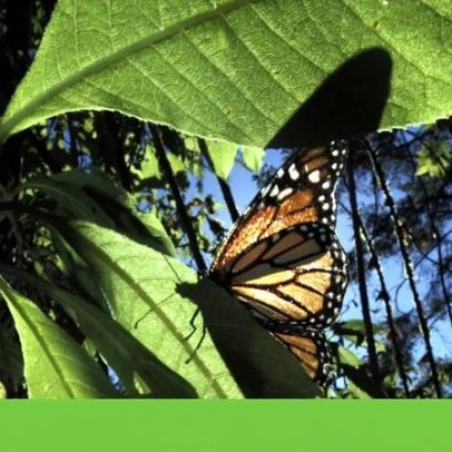 Insetos tropicais já atingem limites de tolerância ao calor