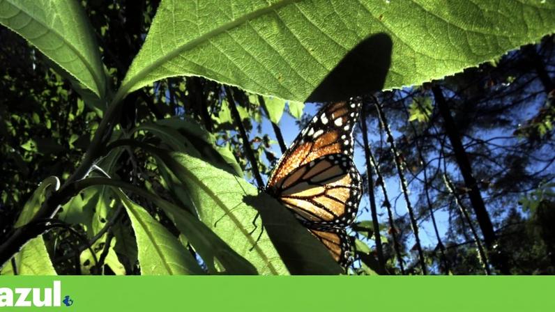 Insetos tropicais já atingem limites de tolerância ao calor