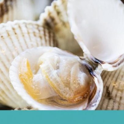 Da ria para a mesa: Críticos promovem festival em Ílhavo