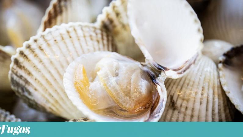 Da ria para a mesa: Críticos promovem festival em Ílhavo