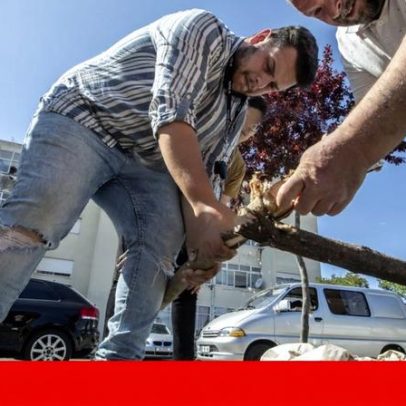 Leis contra ciganos iniciadas em 1509 sob D. Manuel I