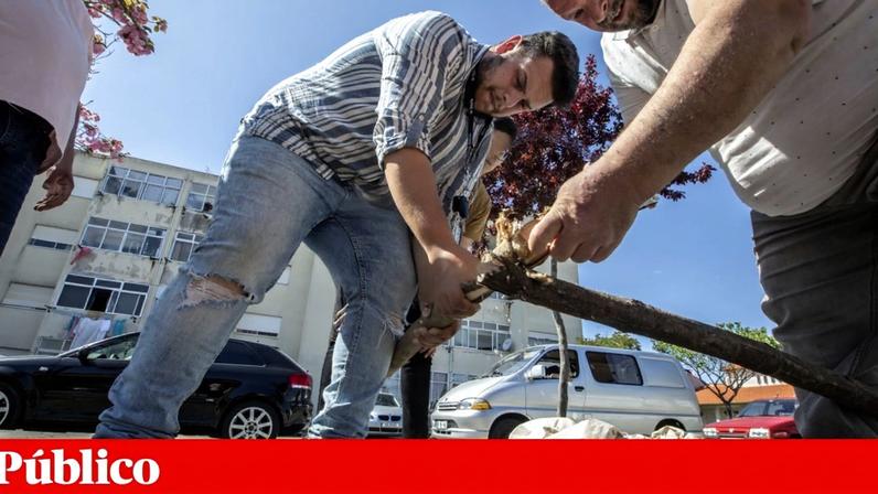 Os ciganos que não cumprissem a ordem de saída num prazo de dois meses deveriam ser açoitados e sujeitos a uma multa de 30 cruzados