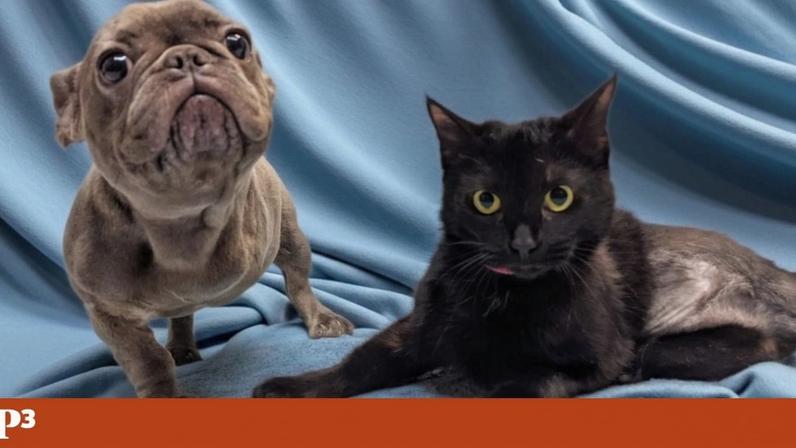 Cadela Blueberry e gata Meadow tornam-se amigas após hospital