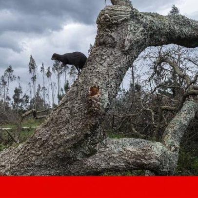 Governo cria Comando Integrado para Prevenção e Operações contra Incêndios