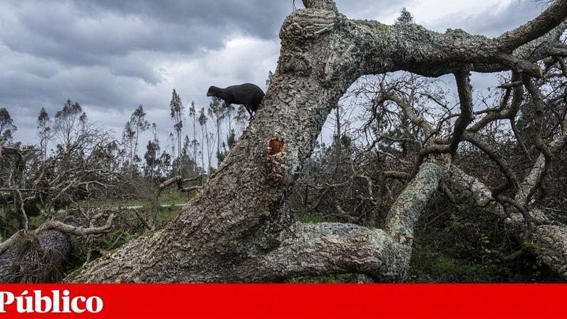 Governo cria Comando Integrado para Prevenção e Operações contra Incêndios