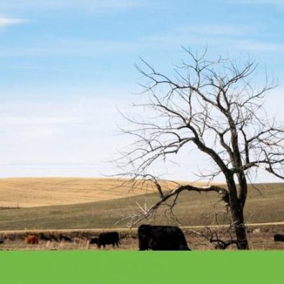 Seca de inverno extrema agrava dificuldades dos agricultores nos EUA