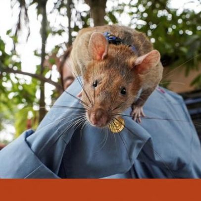 Rato herói que detectou 100 minas recebe estátua gigante