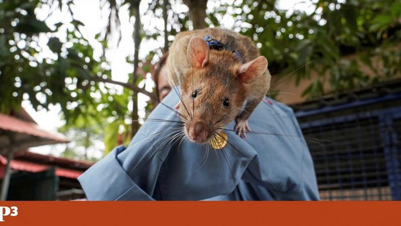 Rato herói que detectou 100 minas recebe estátua gigante