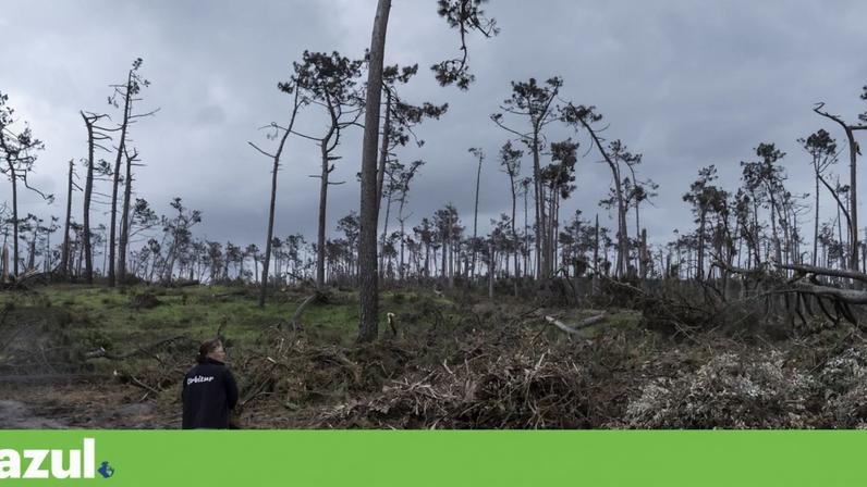 No Pinhal de Leiria, a passagem da depressão Kristin derrubou milhares de pinheiros e outras espécies