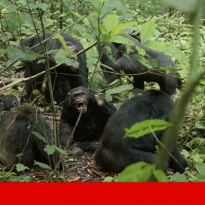 Guerra civil rara observada na maior comunidade de chimpanzés selvagens