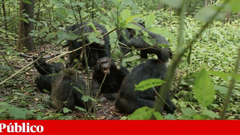 Guerra civil rara observada na maior comunidade de chimpanzés selvagens