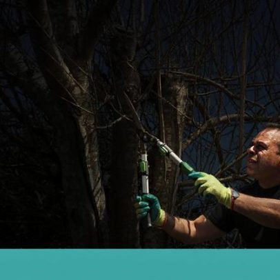 Vítor Duarte, malapeiro, planta árvores para preservar história e identidade