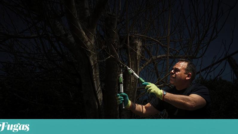 Vítor Duarte, malapeiro, planta árvores para preservar história e identidade