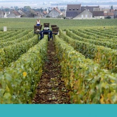 La Romanée-Conti, a vinha do vinho mais caro do mundo